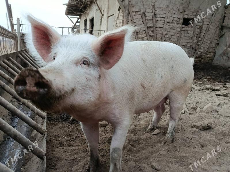 doňuz - Çärjew - img 1