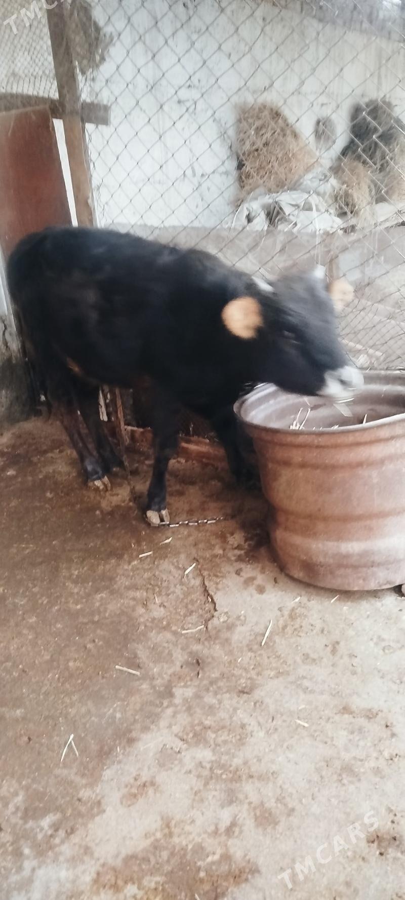 Туве 10 айын ичинде - Бахарден - img 1