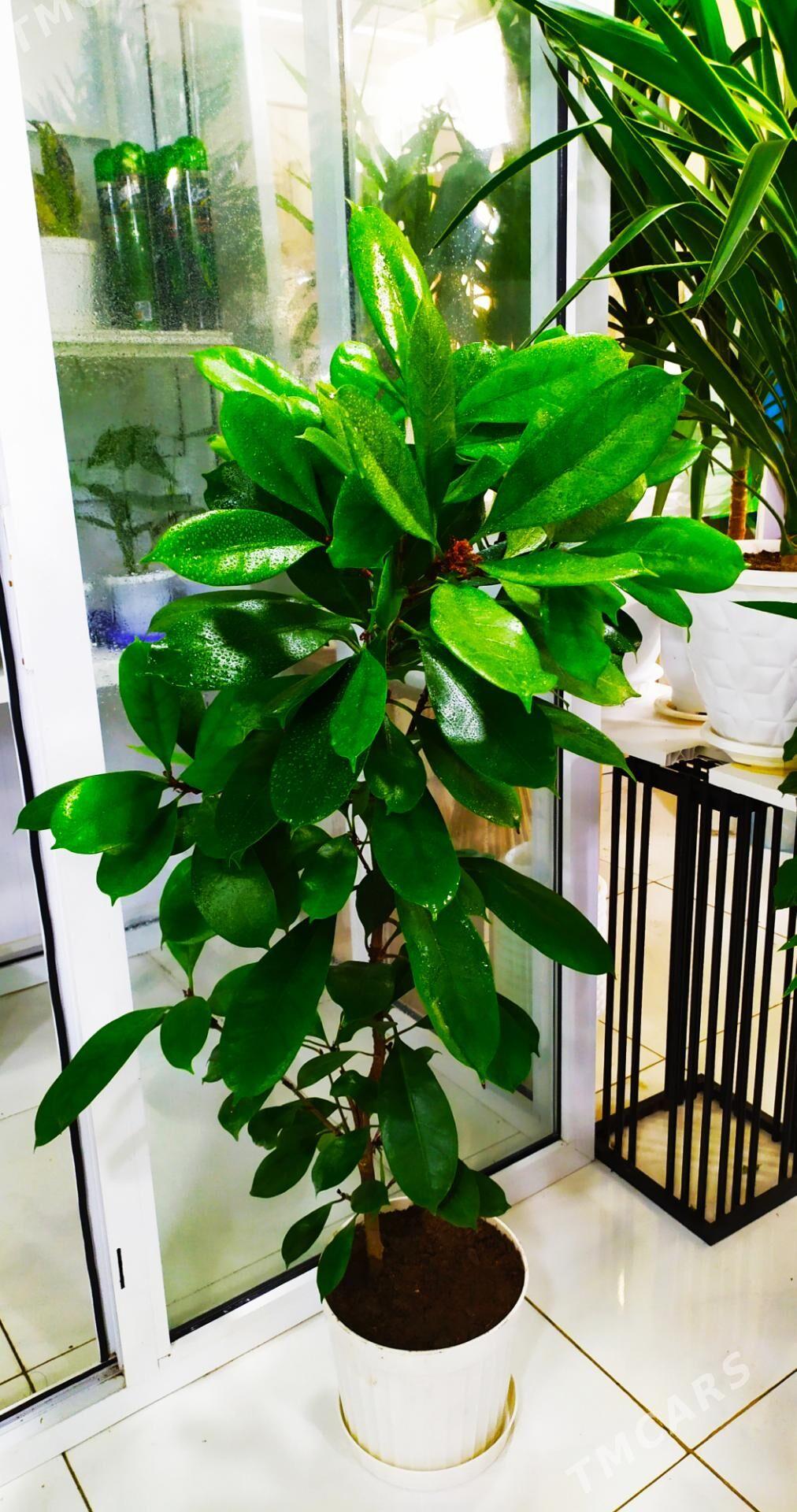 фикус - Aşgabat - img 1