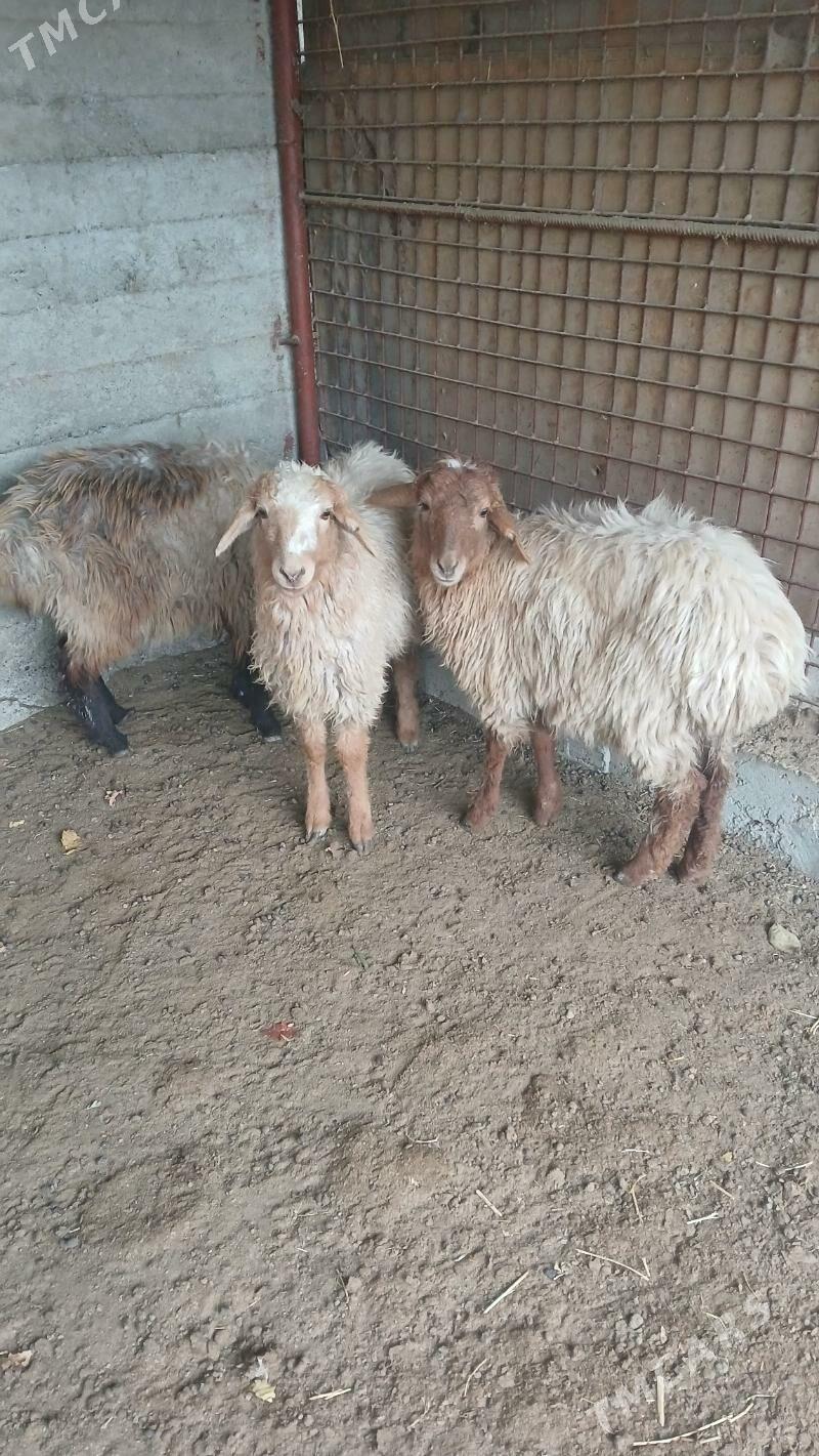 Tokly - Gökdepe - img 1