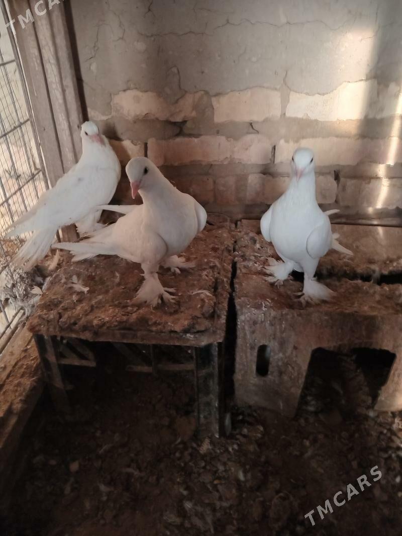 kepderi - Sakarçäge - img 1