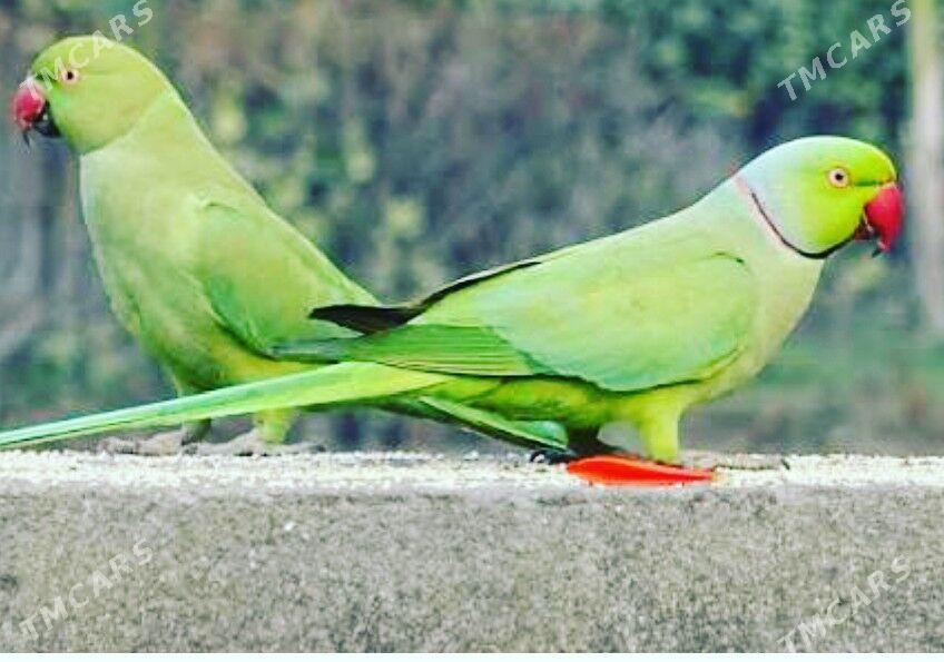 Ожереловый попугай - Mary - img 1