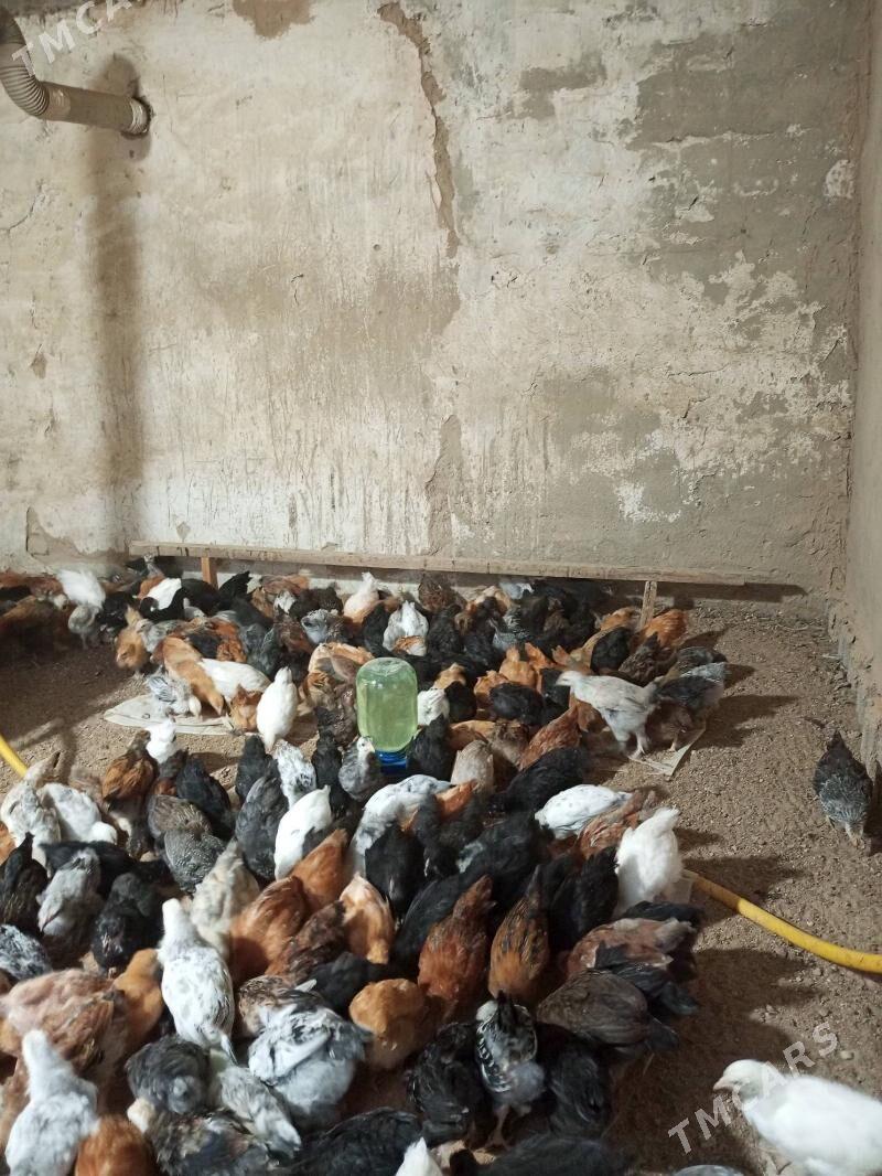 Jüýje - Murgap - img 1