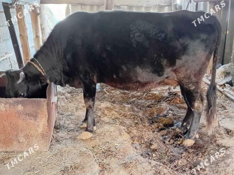 Sygyr bakyda - Bäherden - img 1