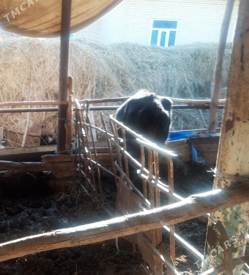 Хожекли сыгыр - Сакар - img 1