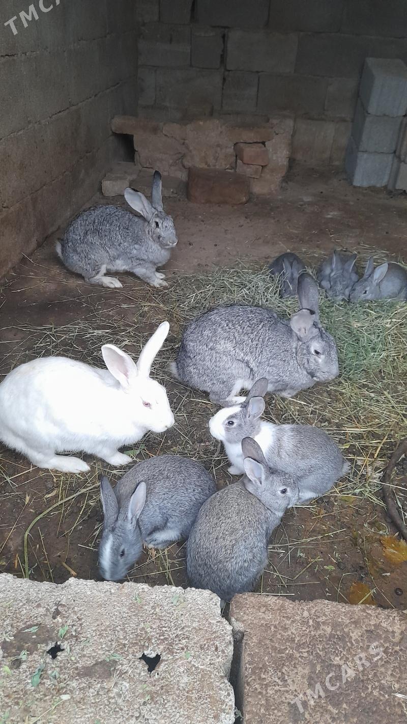 towsan - Aşgabat - img 1