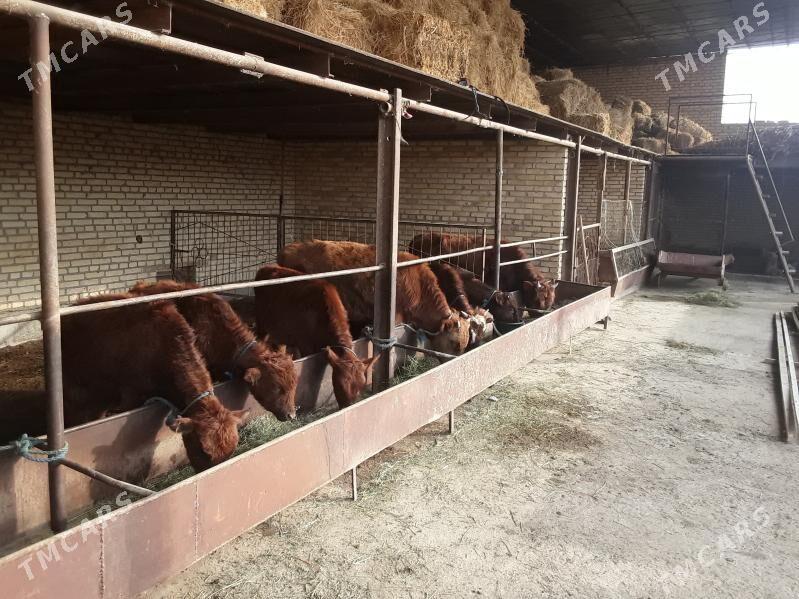 okusce ve unajynca - Dänew - img 1