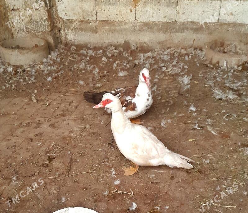 ordek indawutka - Aşgabat - img 1