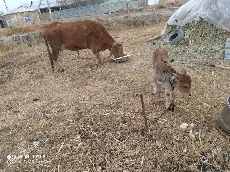 goleli sygyr - Murgap - img 1