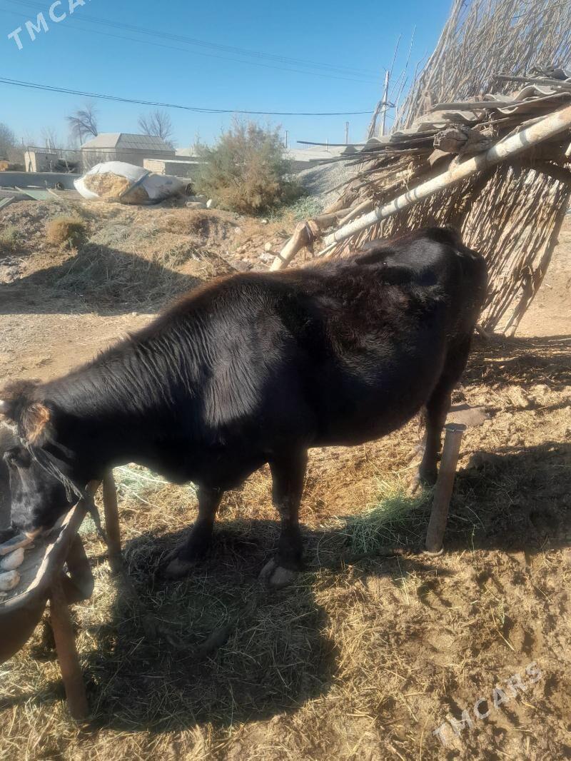 Bakylan sygyr - Бабадайхан - img 1