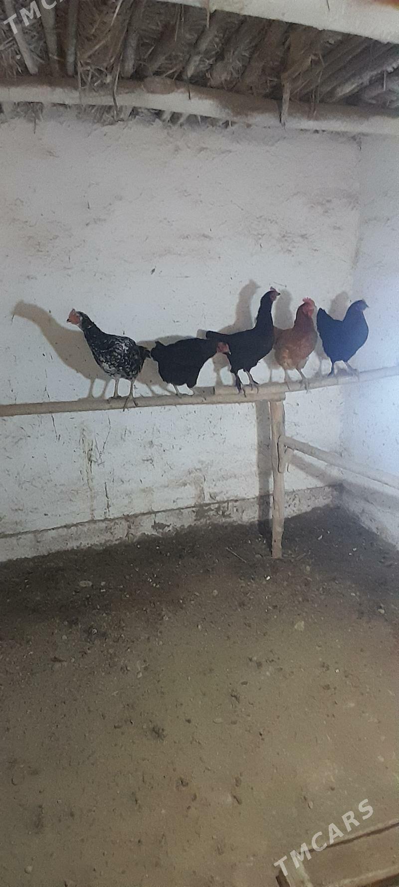 Towuklar - Şabat etr. - img 1