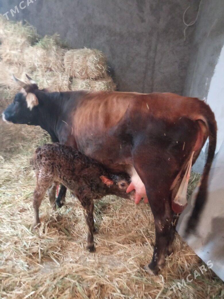 ARGİNAL SHWES GOLELİ SYGYR - Чоганлы - img 1