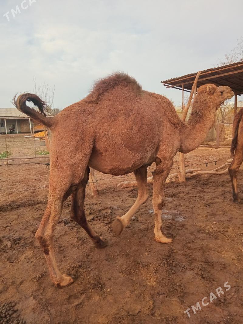 Bogaz düýe - Каракумский этрап - img 1