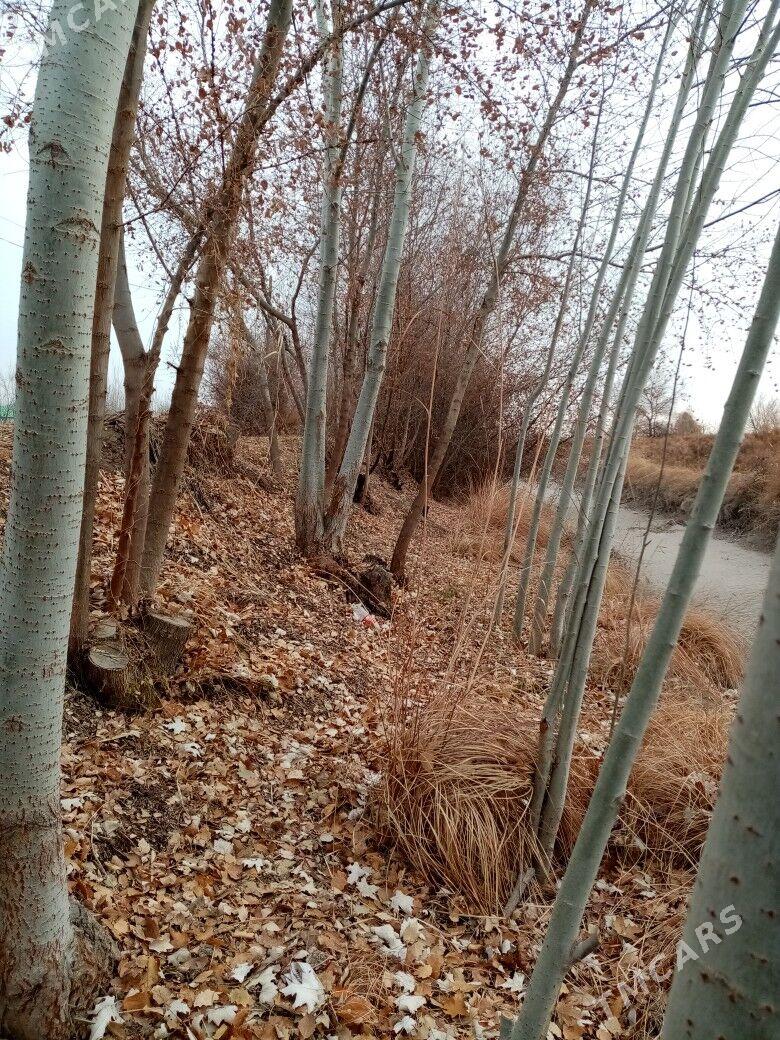 TORANY - Gubadag - img 1