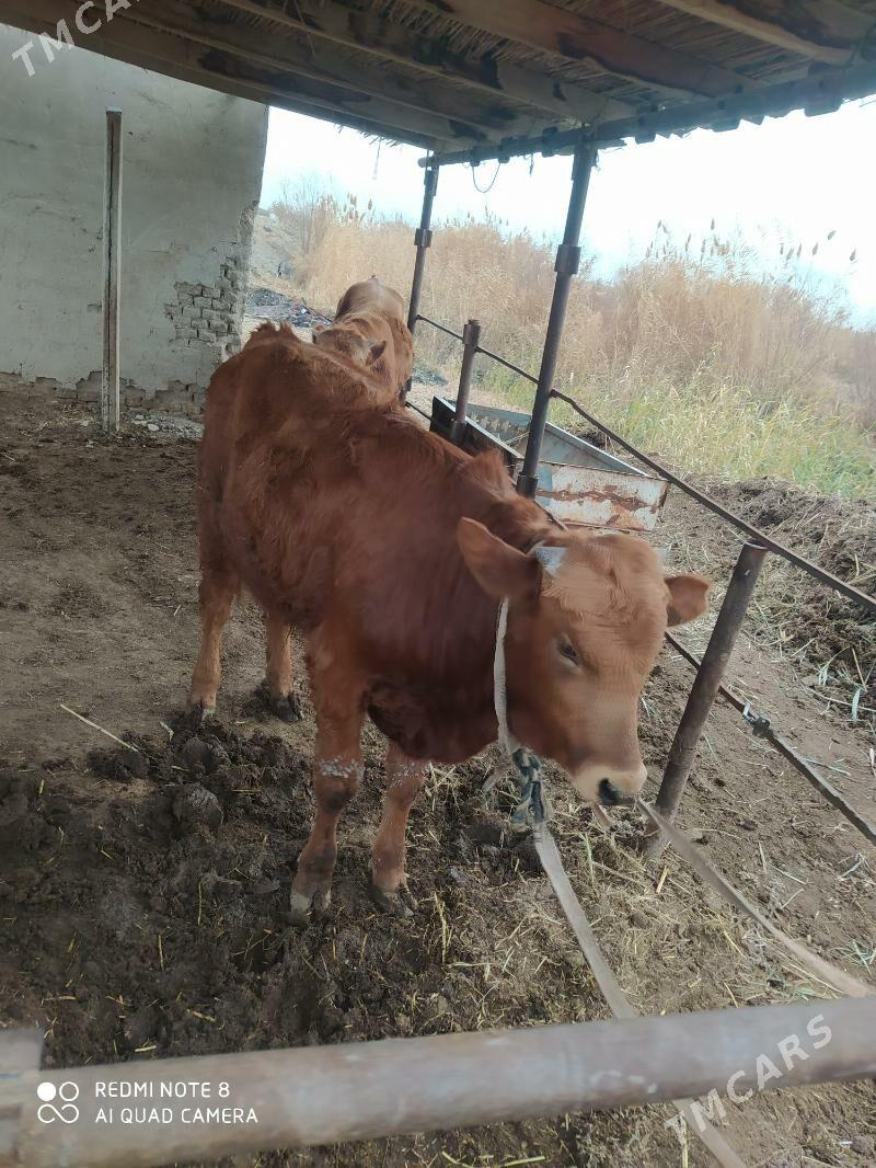 ökizler - Murgap - img 1