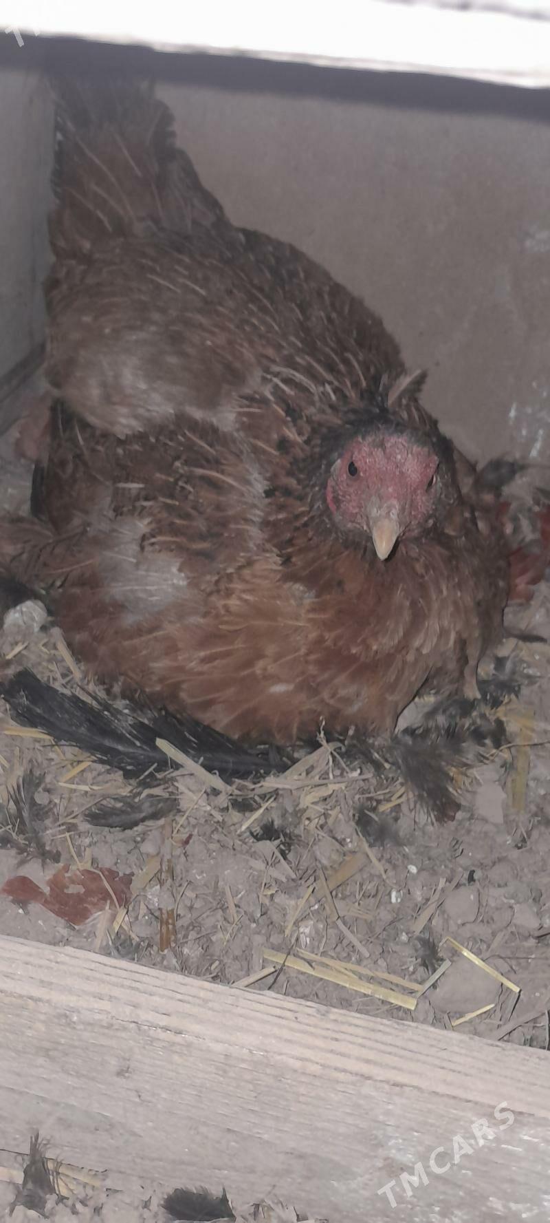 kurk towuk - Şabat etr. - img 1