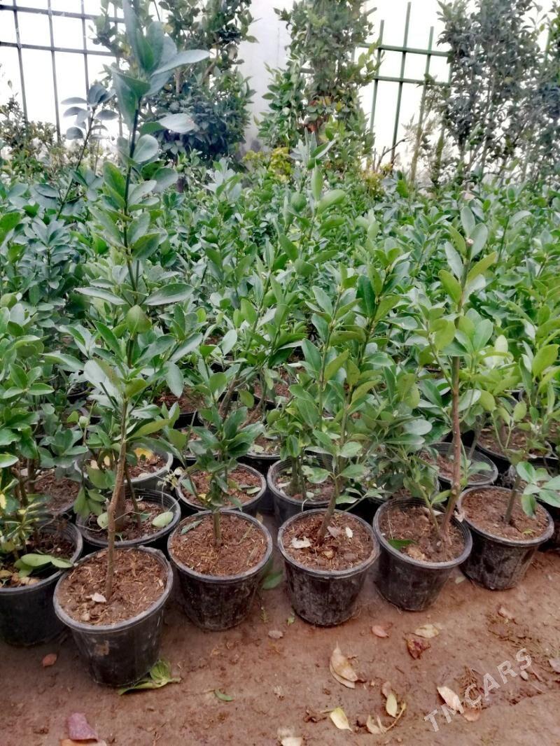 Bereskilet wec zelyony bag - Çoganly - img 1