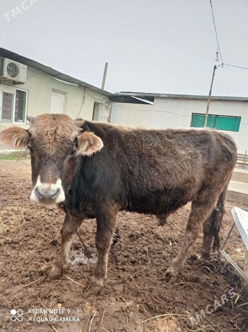Arassa swes tohum okuz - Ашхабад - img 1