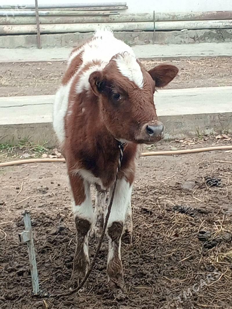 Okuz Tuwe - Aşgabat - img 1