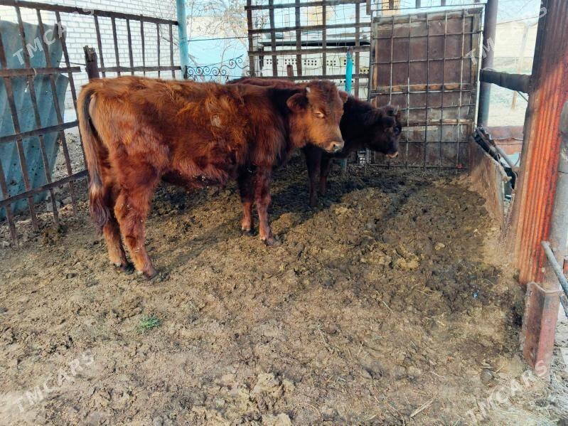 Okuzler - Mary - img 1