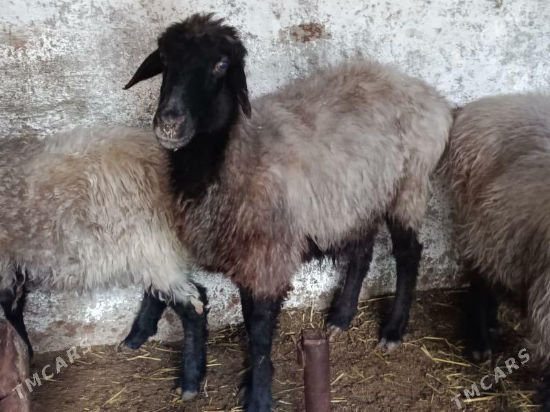 ene goyunlar - Çoganly - img 1