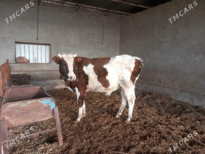 okuz - Wekilbazar - img 1