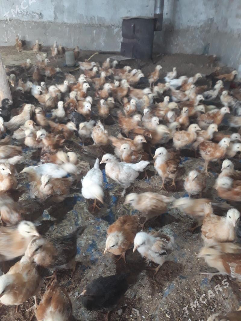 jüje - Babadaýhan - img 1