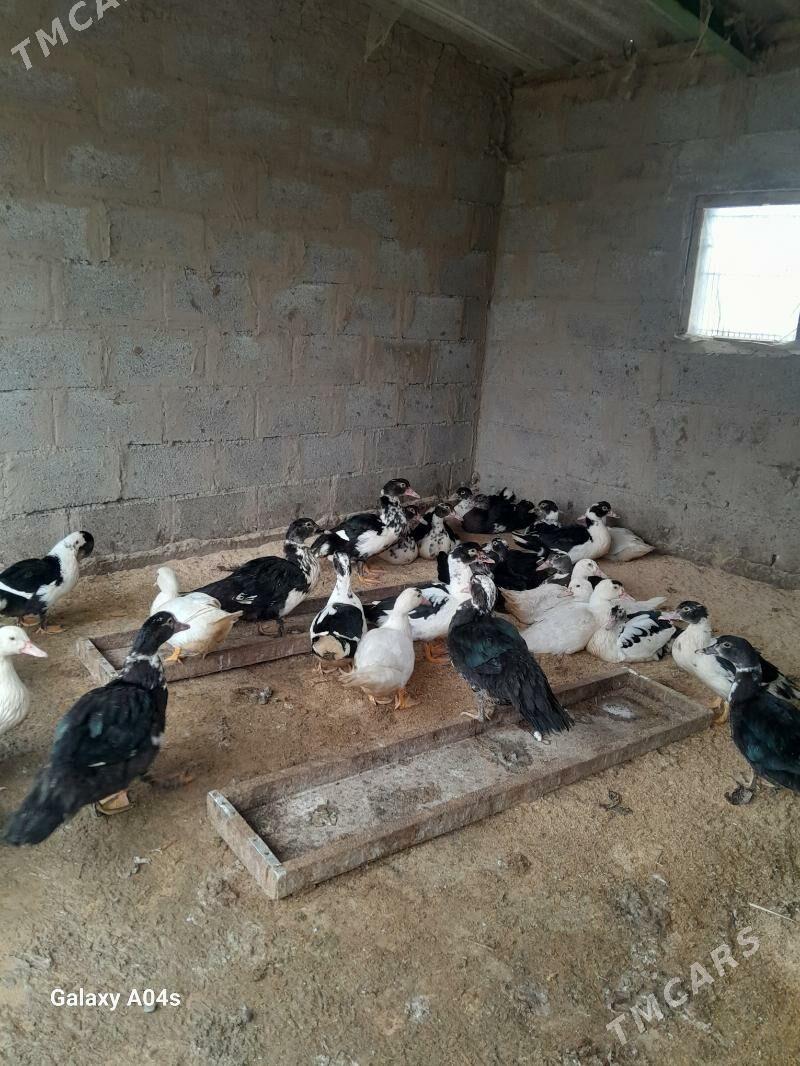 Indautga ordek - Gökdepe - img 1