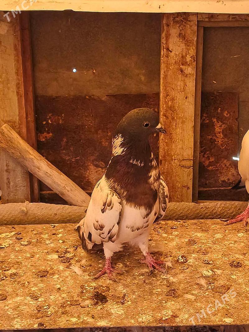 Kepderi - Mary - img 1