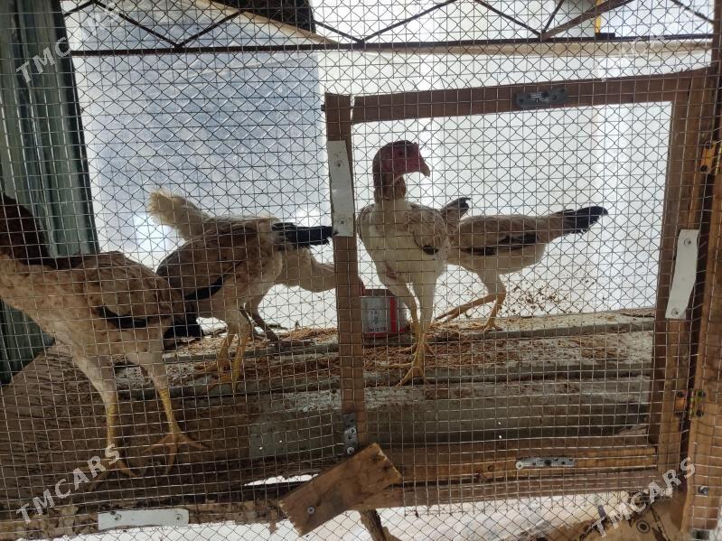 towuk - Туркменабат - img 1