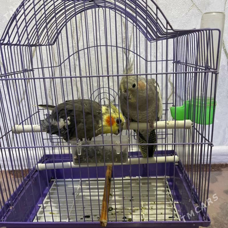 popugay корелла - Мары - img 1