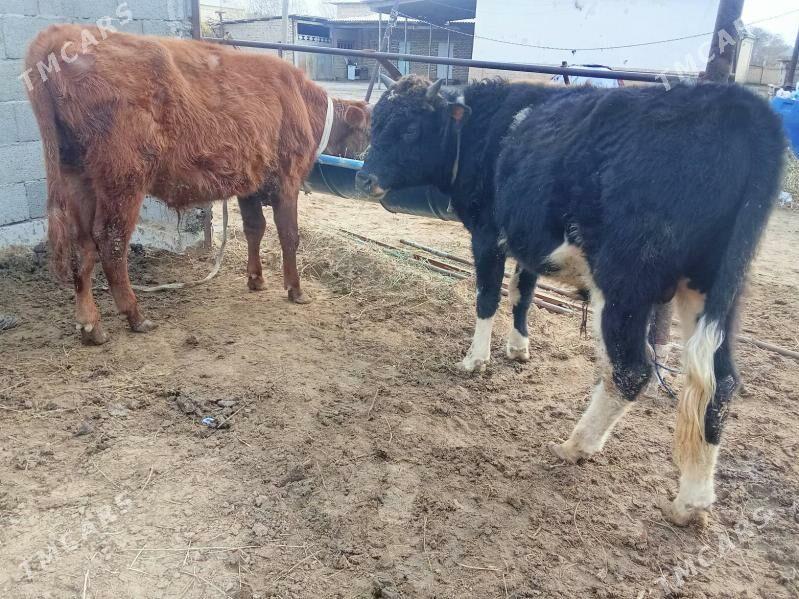 Okuz - Мары - img 1