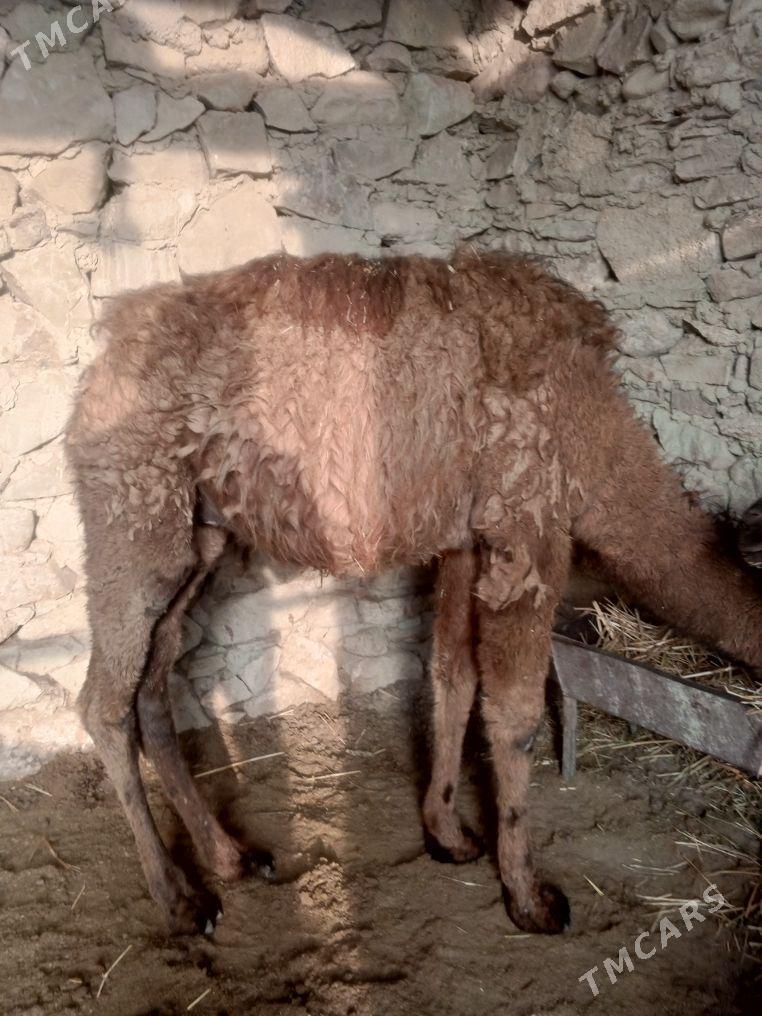 torum - Берекет - img 1