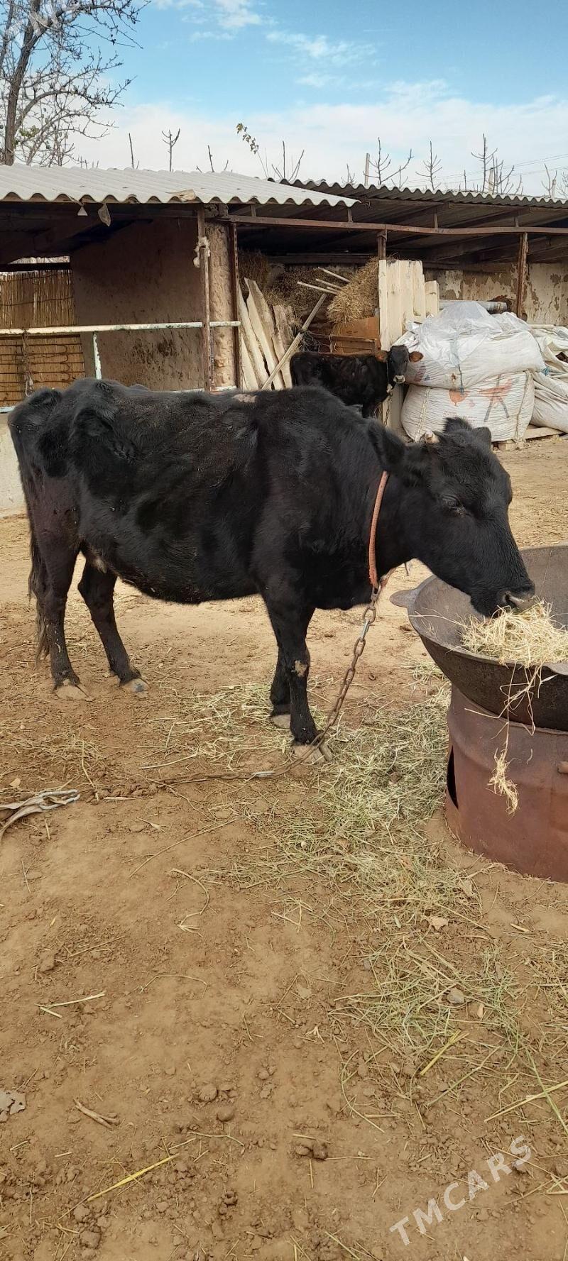 Bogaz sygyr - Бабадайхан - img 1