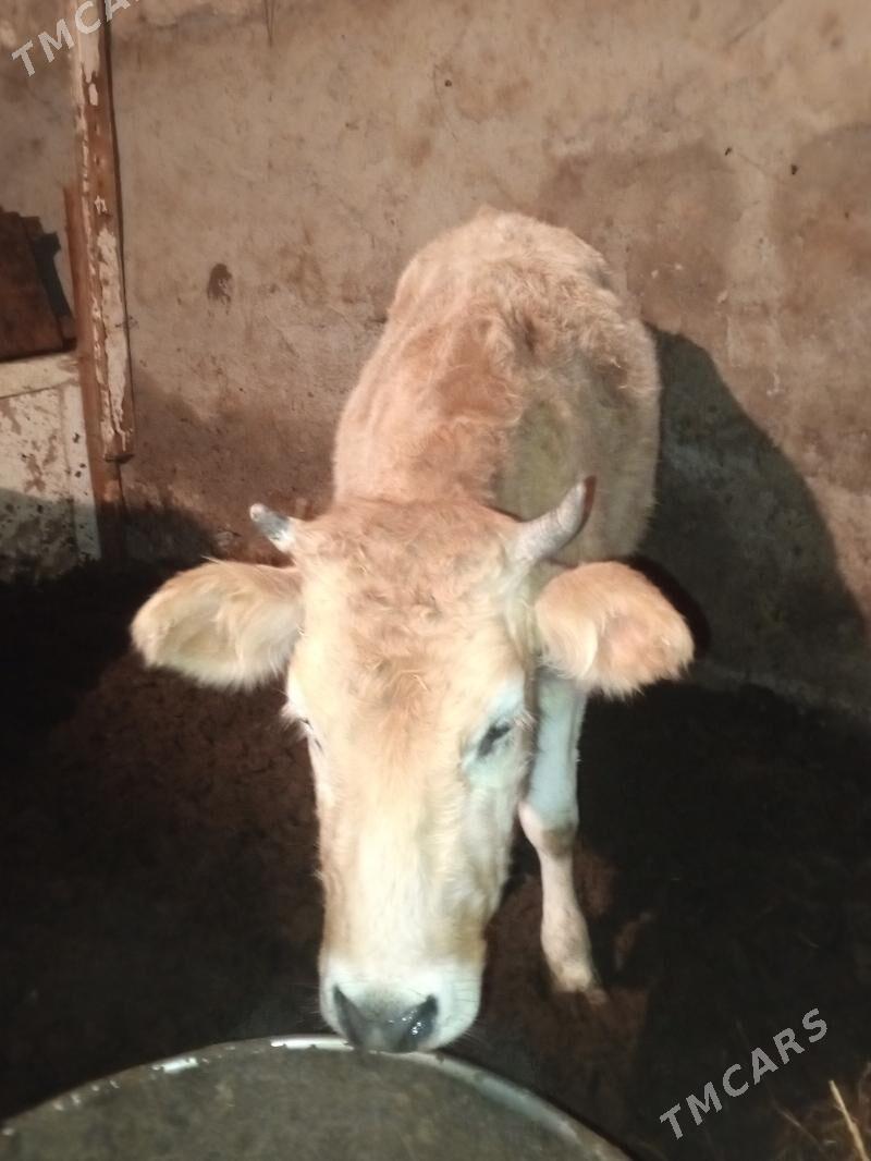 Tuwe - Ашхабад - img 1