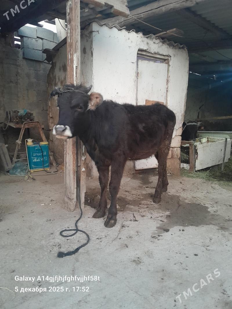 tuwe - Ашхабад - img 1