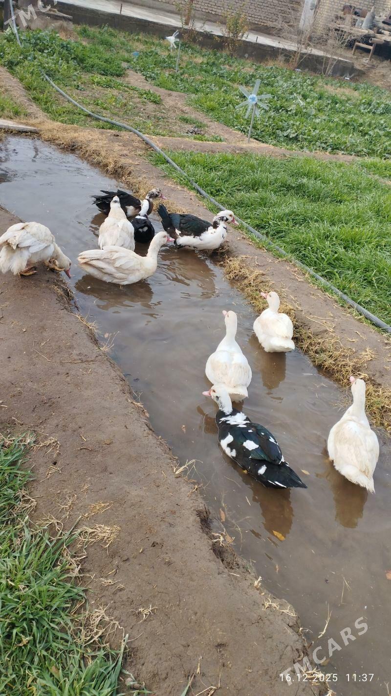 indutka - Mary - img 1