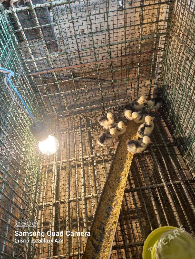 Fizan tawyk - Balkanabat - img 1