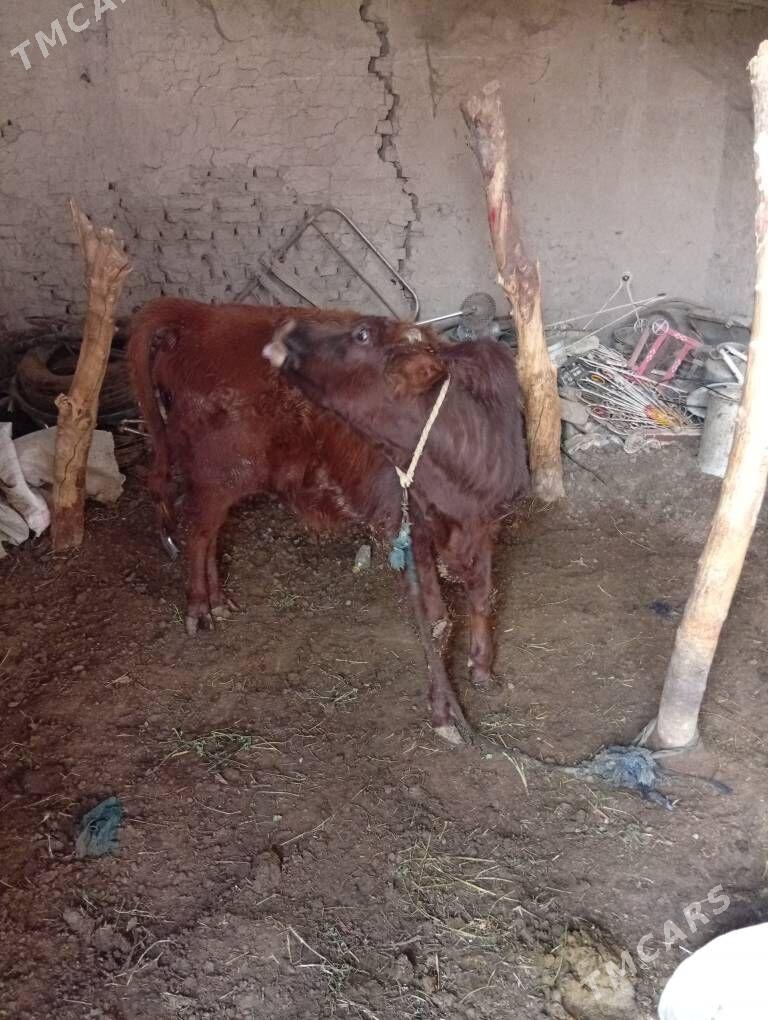 ökiz - Sakarçäge - img 1