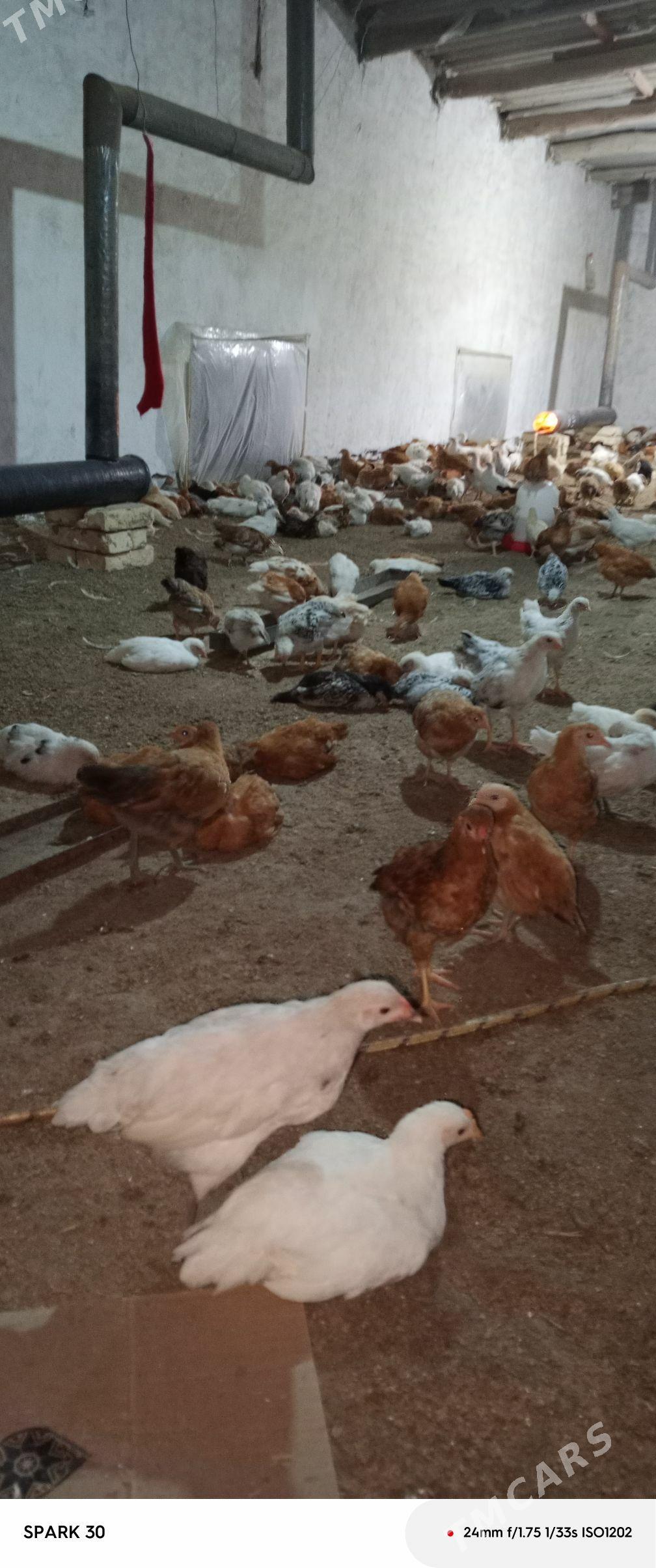 juje - Murgap - img 1