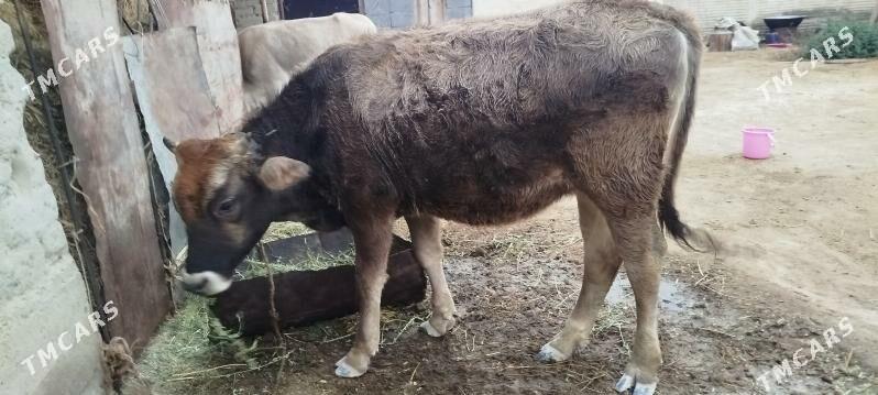 gole tüve - Bäherden - img 1