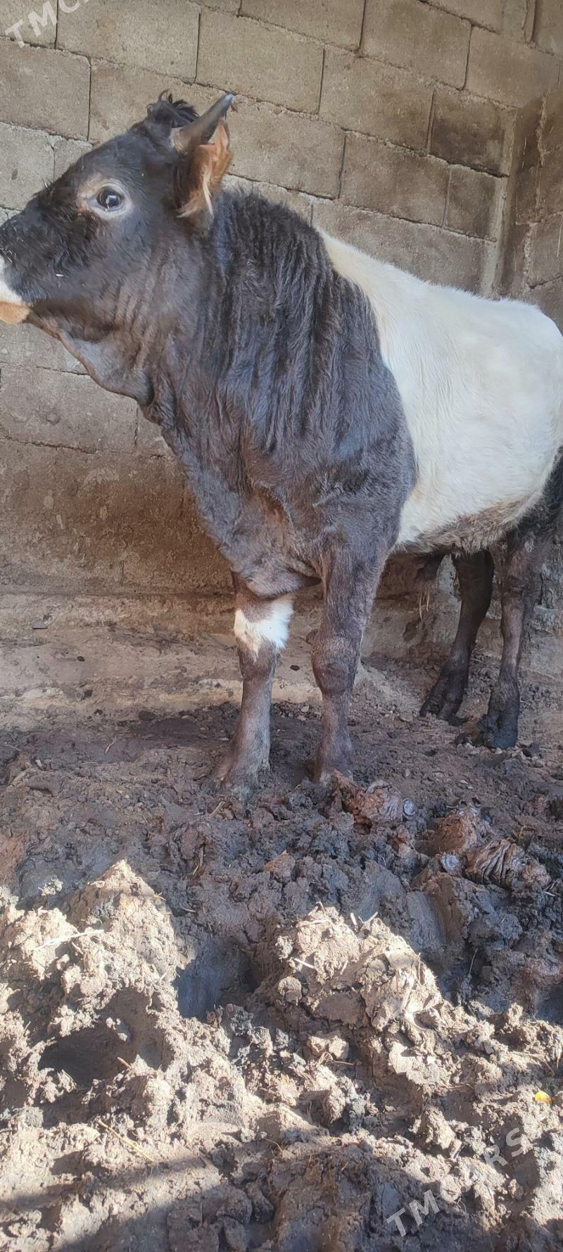 öküz - Büzmeýin - img 1