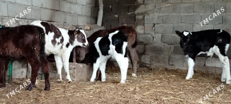 Öküz Göle Tüwe - Aşgabat - img 1