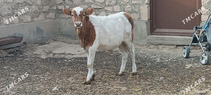 9 aylyk okuz - Гумдаг - img 1