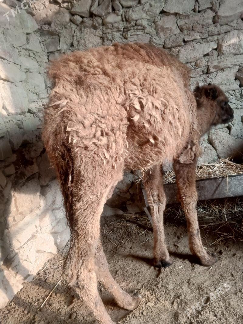 torum - Берекет - img 1