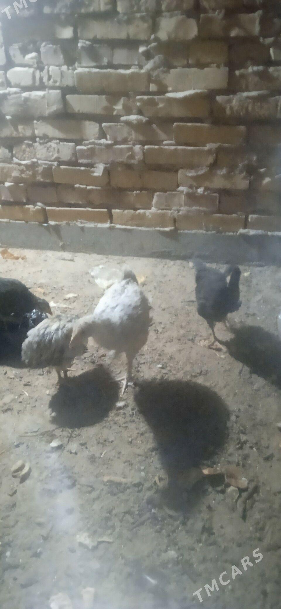 juyjeler - Çärjew - img 1