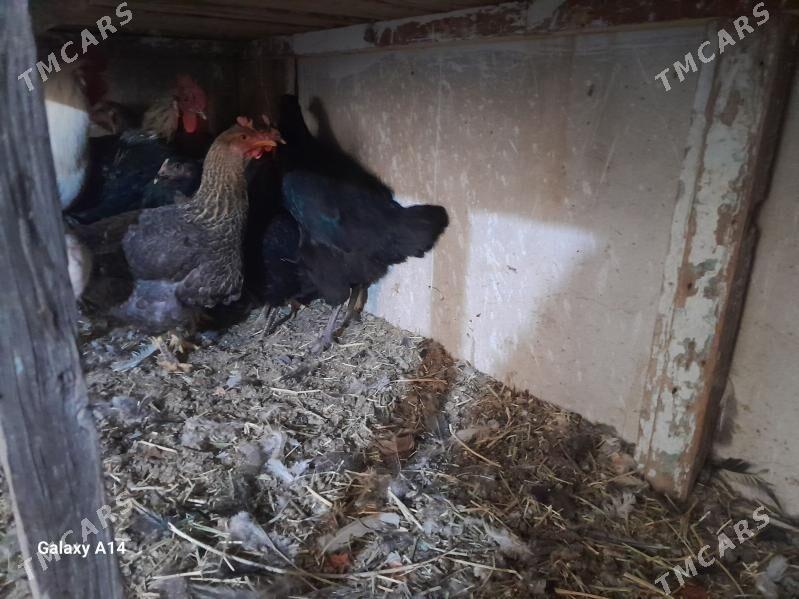 tovuk - Türkmenabat - img 1