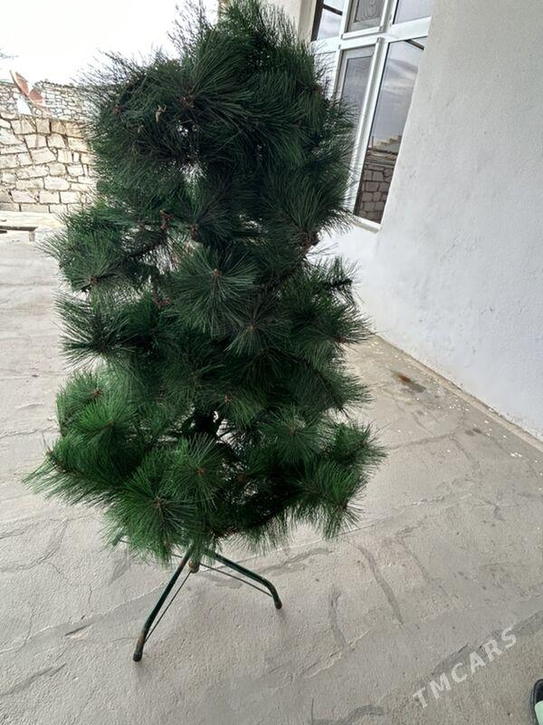 Yolka. Tazeyyl arçasy. - Türkmenbaşy - img 1