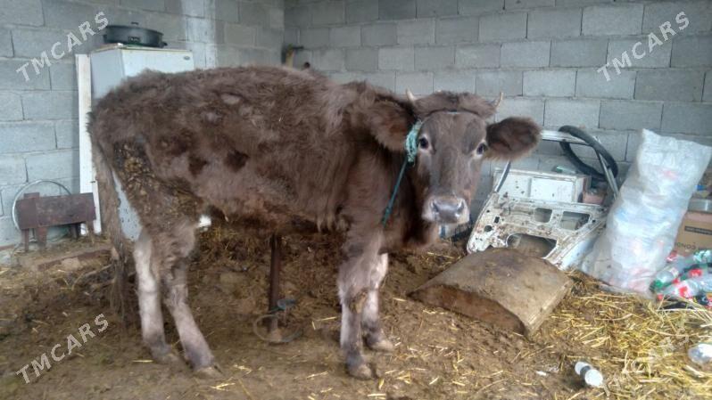 tuwe - Gökdepe - img 1