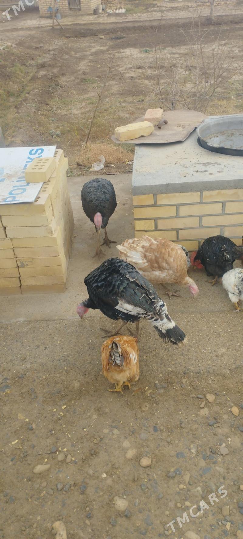 induk we towuk - Babadaýhan - img 1